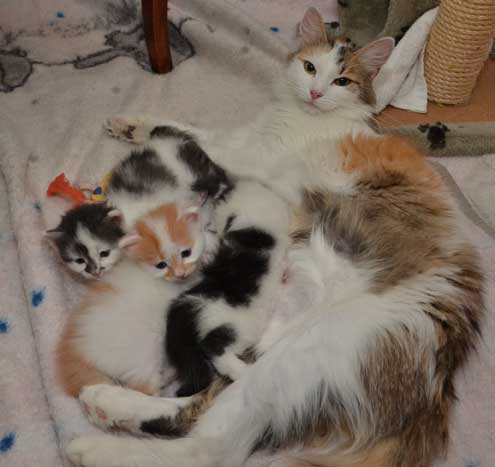 sibirisk katt Tracie me Y-kullen