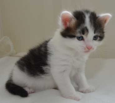 sibirisk kattunge Yoshii