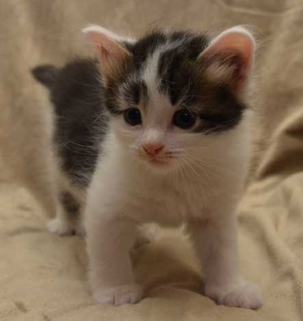 sibirisk kattunge Yoshii