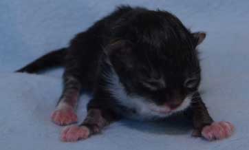 sibirisk kattunge Achilles