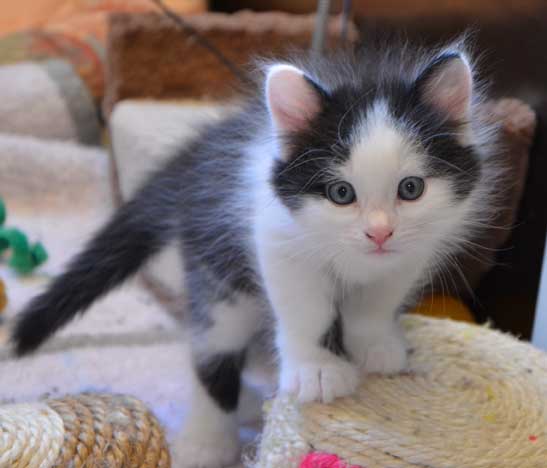 sibirisk kattunge Yale