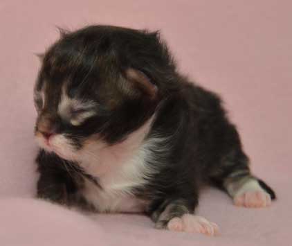 sibirisk kattunge Achilles