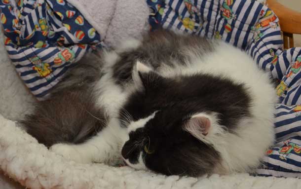 sibirisk katt Silver
