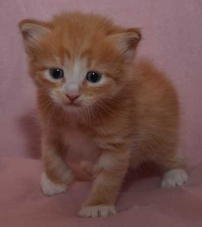 sibirisk kattunge Zeta