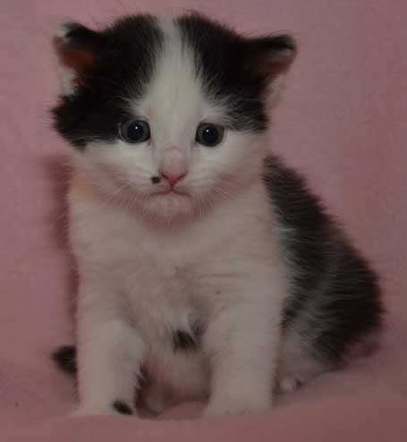 sibirisk kattunge Zero