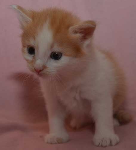 sibirisk kattunge Zach