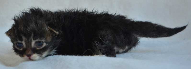 sibirisk kattunge Achilles