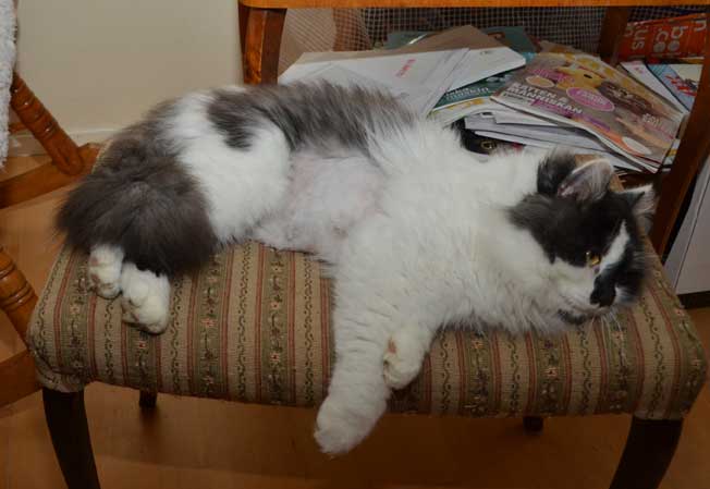 sibirisk katt Silver