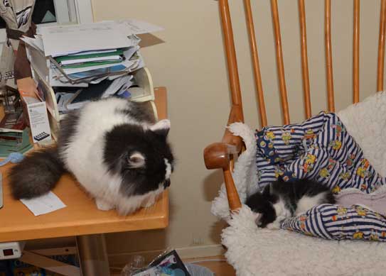 sibirisk katt Silver med son