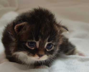 sibirisk kattunge Achilles