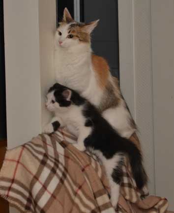 sibirisk katt Tracie o Yale