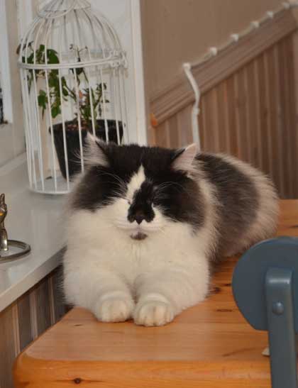 sibirisk katt Silver