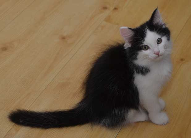 sibirisk kattunge Yale