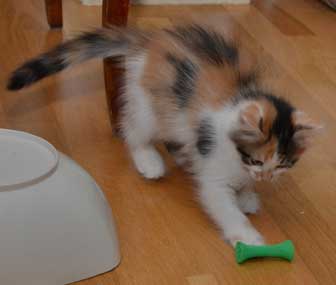 sibirisk kattunge Yolanda