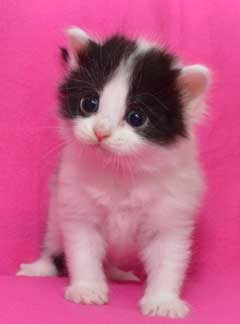 sibirisk kattunge Atric