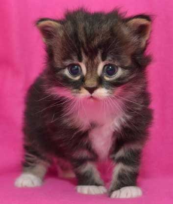 sibirisk kattunge Achilles