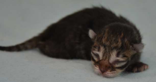 sibirisk kattunge Black