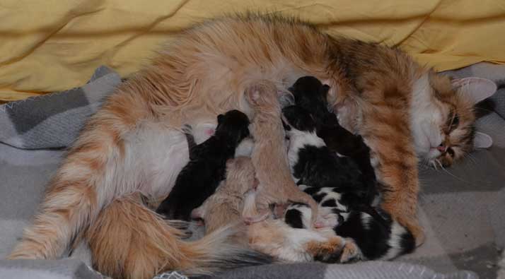 sibirisk katt Bb-kull