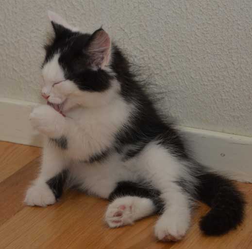 sibirisk kattunge Yale