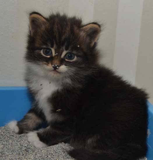 sibirisk kattunge Achilles