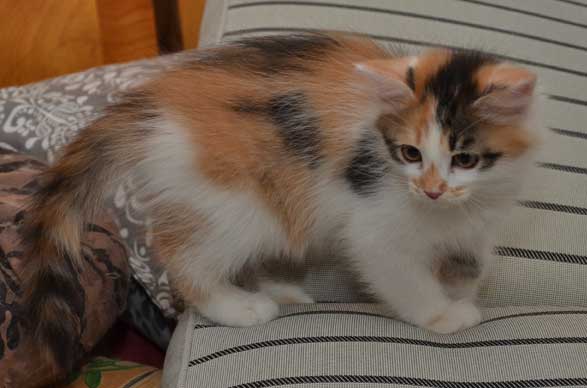 sibirisk kattunge Yolanda