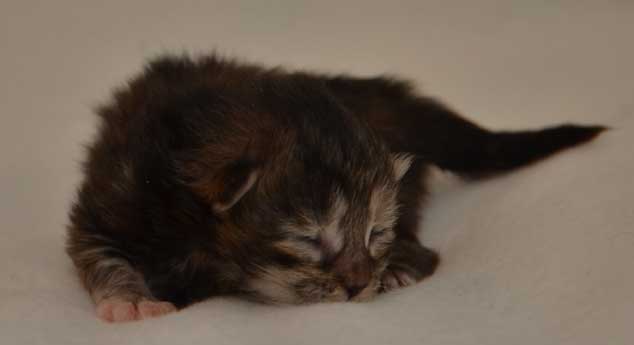 sibirisk kattunge Belinda