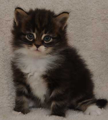sibirisk kattunge Achilles