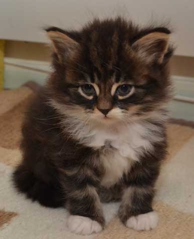 sibirisk kattunge Achilles