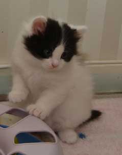 sibirisk kattunge Atric