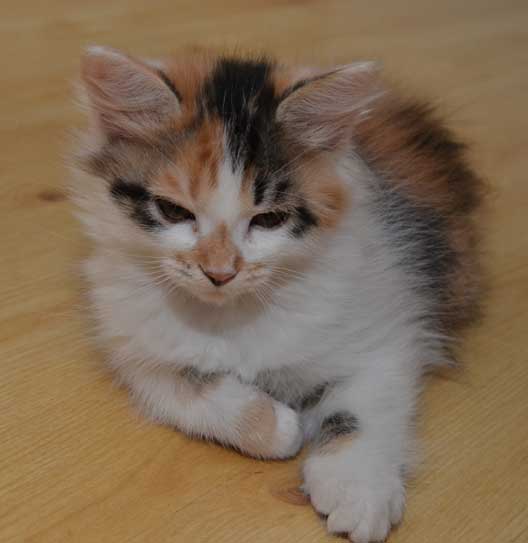sibirisk kattunge Yolanda