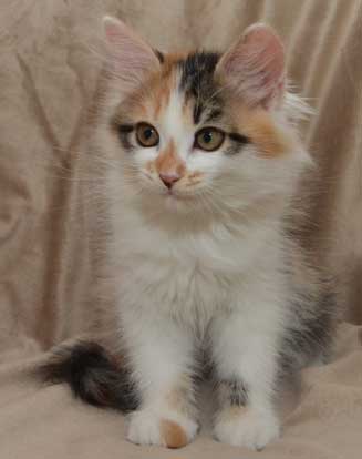 sibiriska kattungar Yolanda
