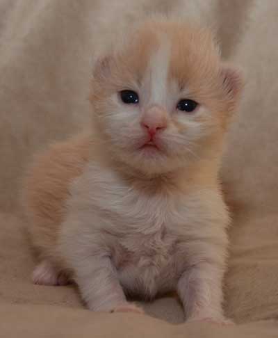 sibirisk kattunge Bilbo