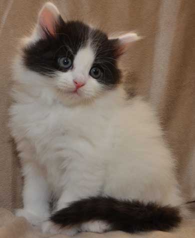 soborosk kattunge Atric