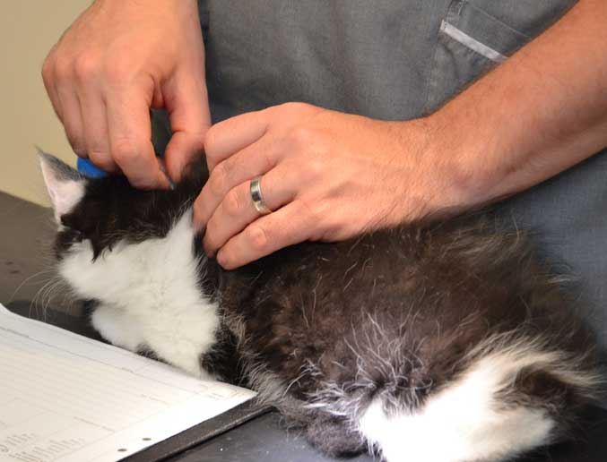 sibirisk kattunge Yale