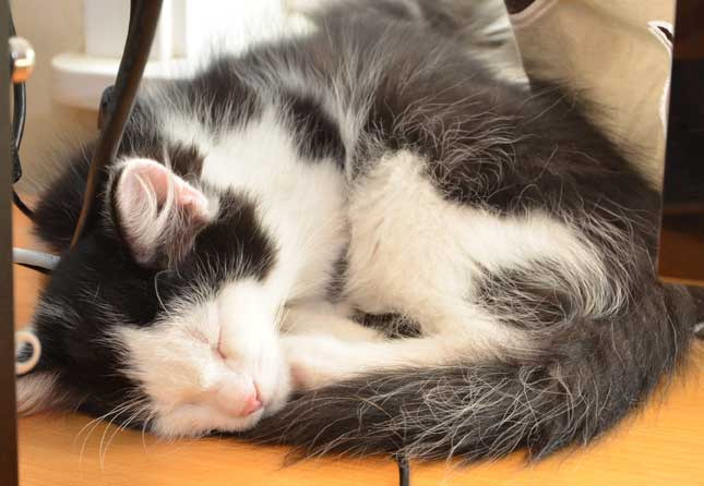sibirisk kattunge Yale