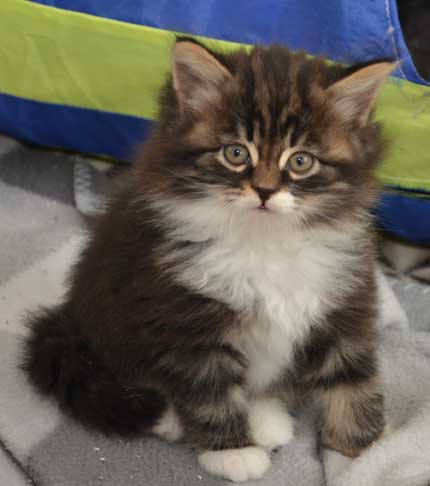 sibirisk kattunge Achilles