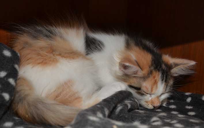 sibirisk kattunge Yolanda