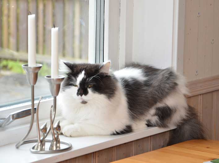 sibirisk katt Silver