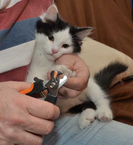 sibirisk kattunge Yale