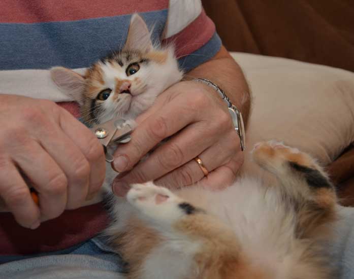 sibirisk kattunge Yolanda