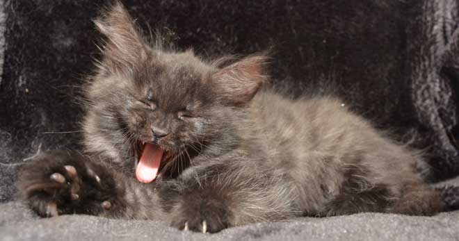 Sibirisk katt Zoya