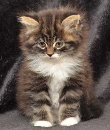 sibirisk kattunge Achilles
