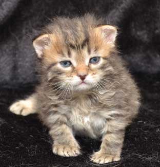 sibirisk kattunge Black