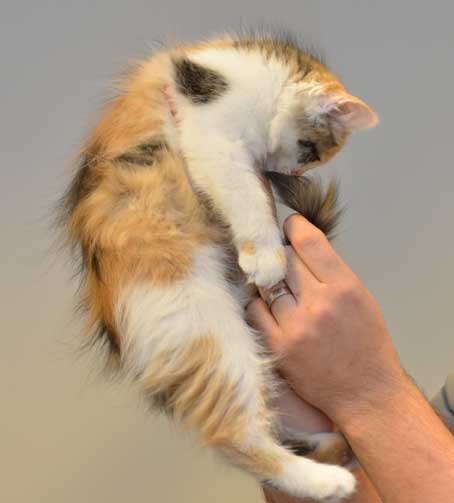 sibirisk kattunge Yolanda