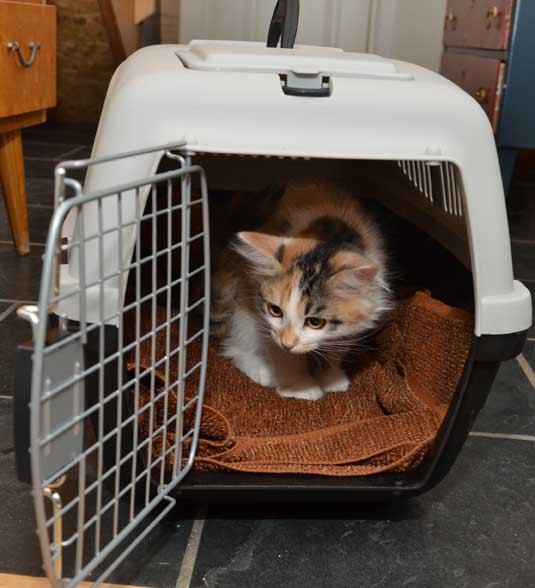 sibirisk kattunge Yolanda