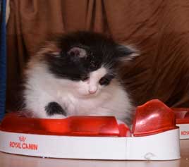 sibirisk kattunge Artemis