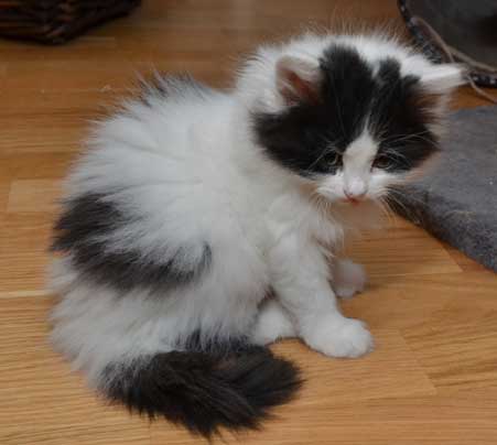 sibirisk kattunge Atric
