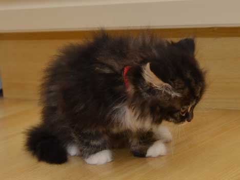 sibirisk kattunge Achilles