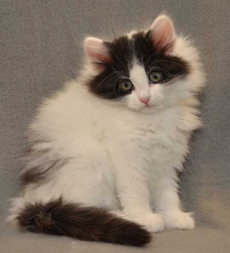 sibirisk kattunge Atric