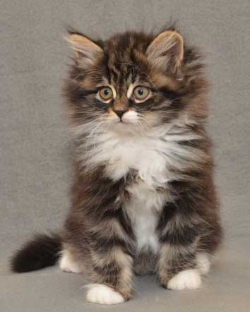sibirisk kattunge Achilles